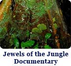 Jewels of the Jungle