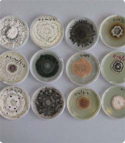 Endophyte Cultures
