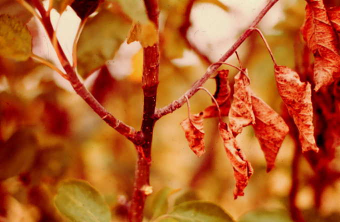 Scorched Leaves