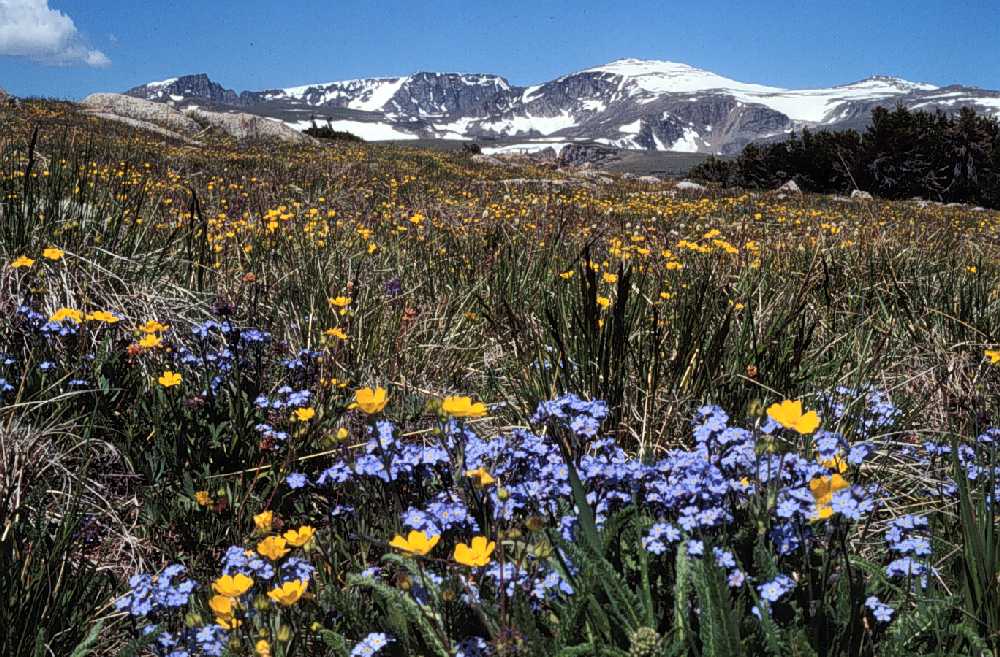 Alpine Tundra Animals And Plants