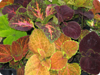 coleus