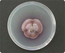 Culture plate of Gliocladium roseum, an endophytic fungus that produces biofuel.