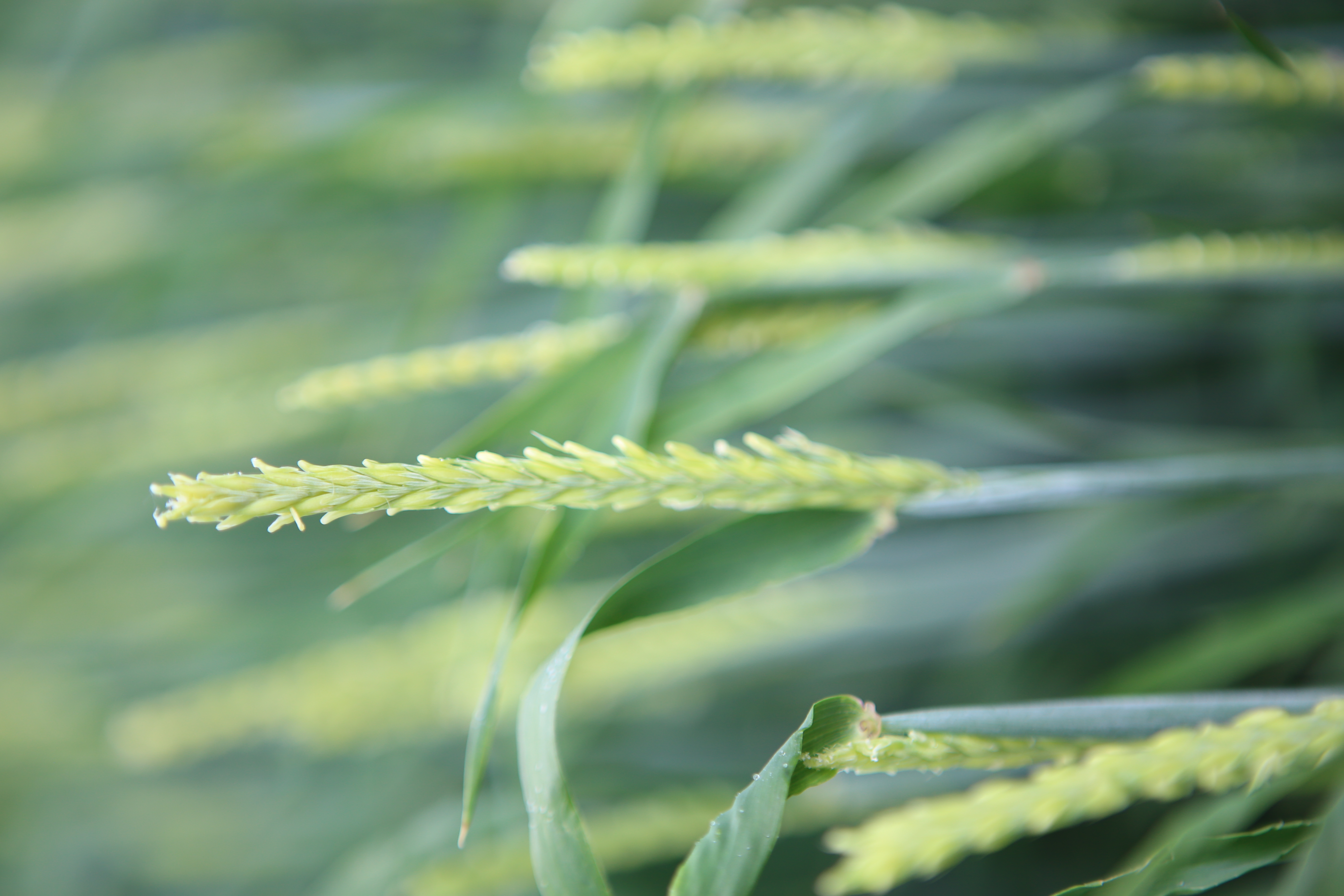 barley