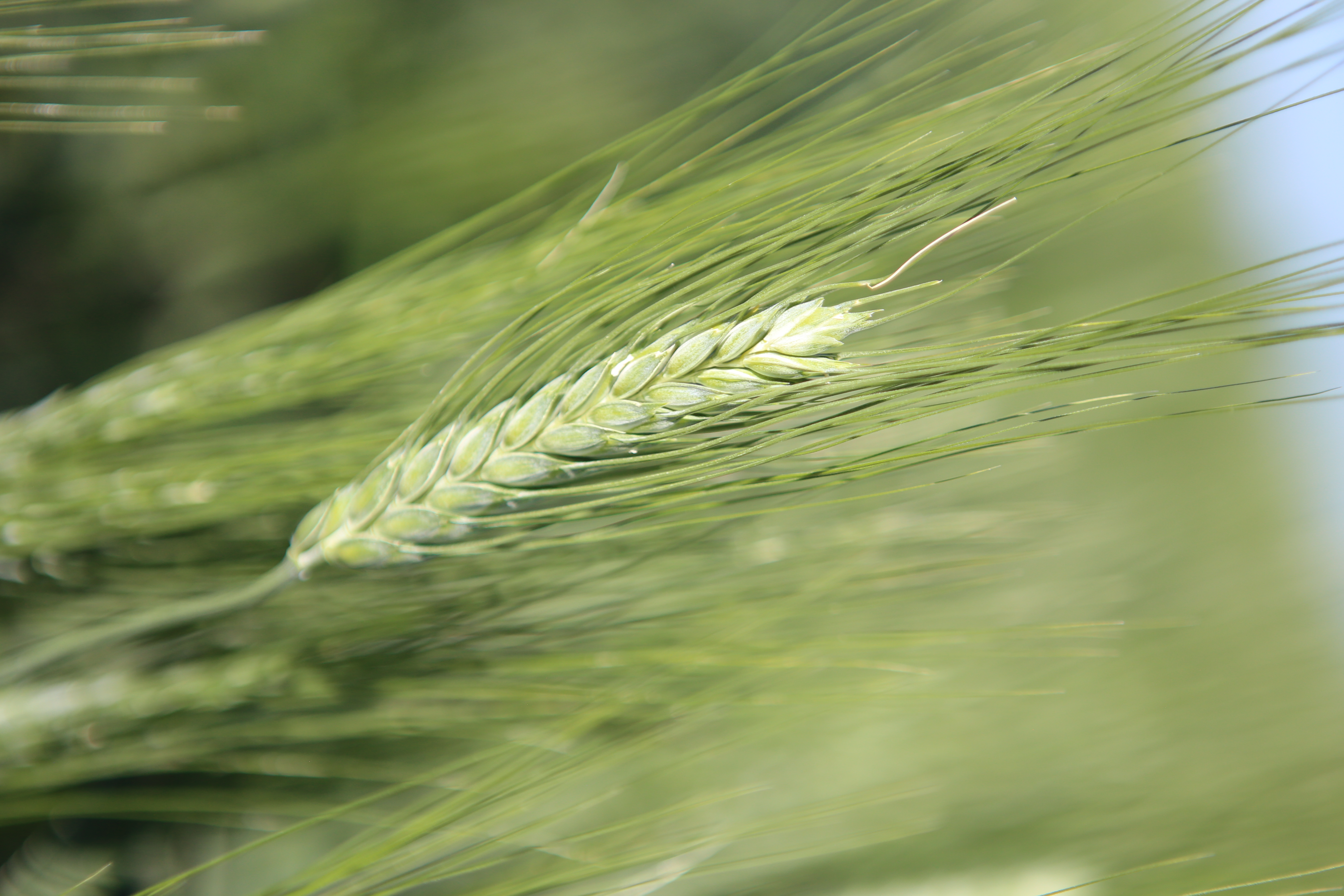 durum