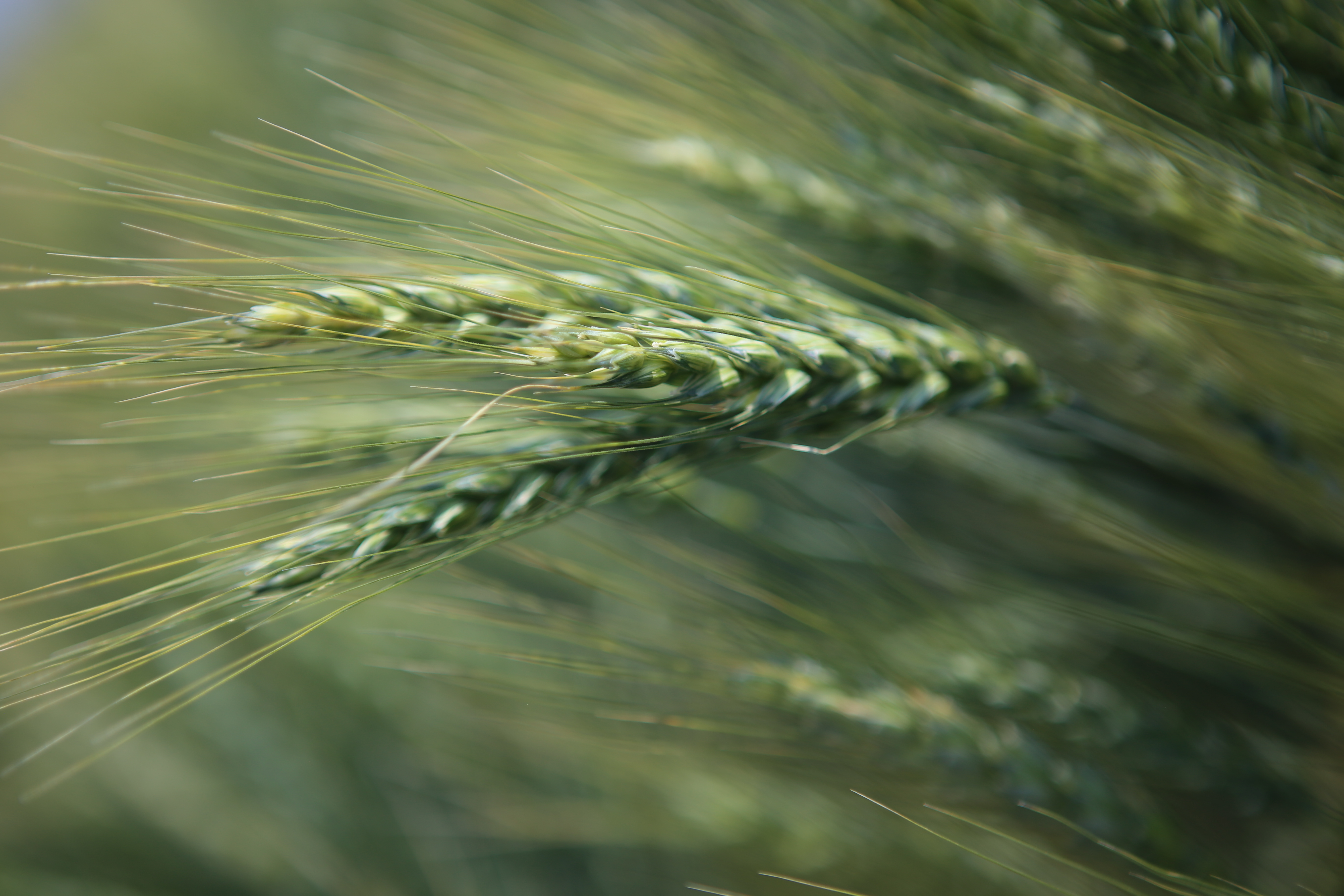 springwheat