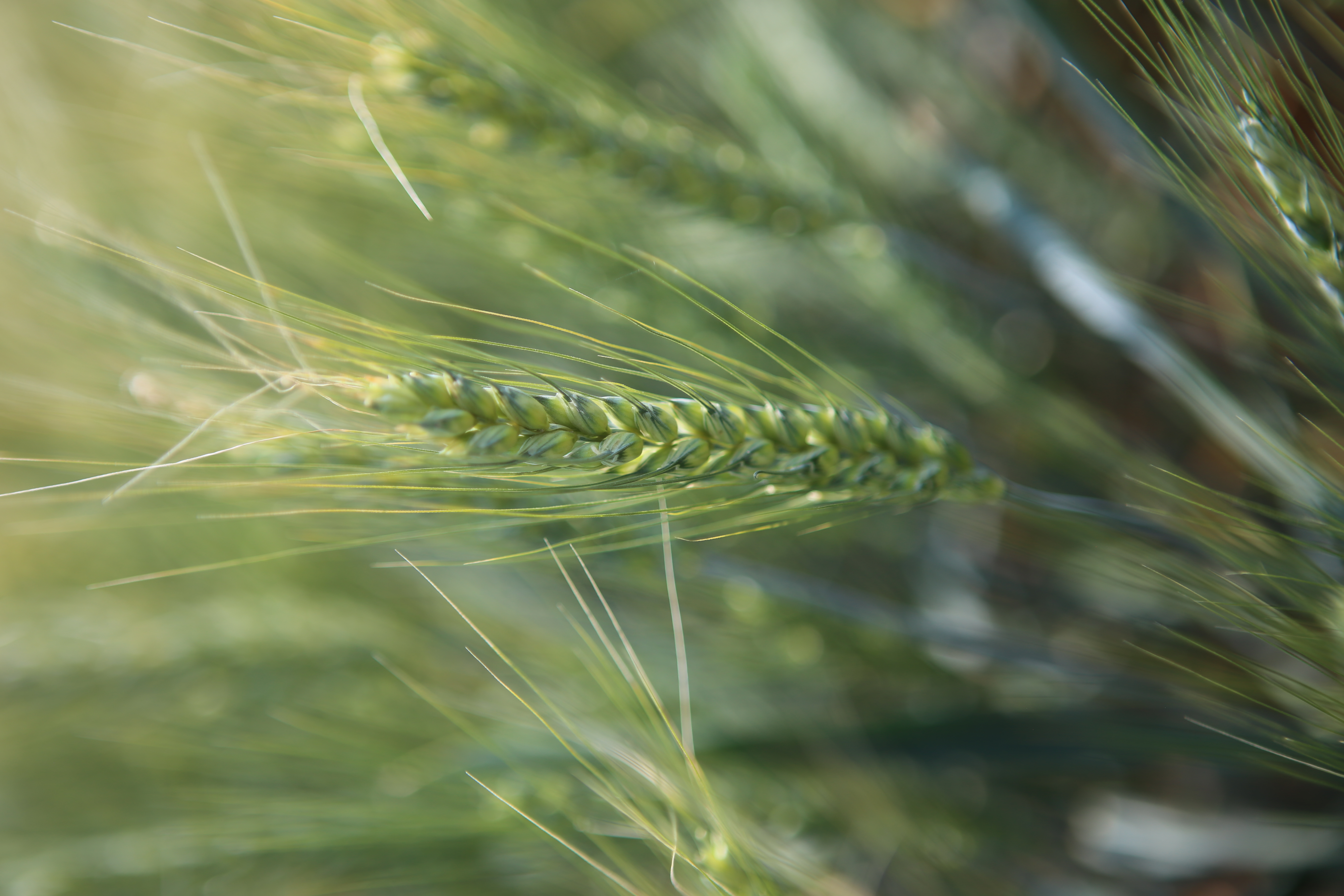 winterwheat