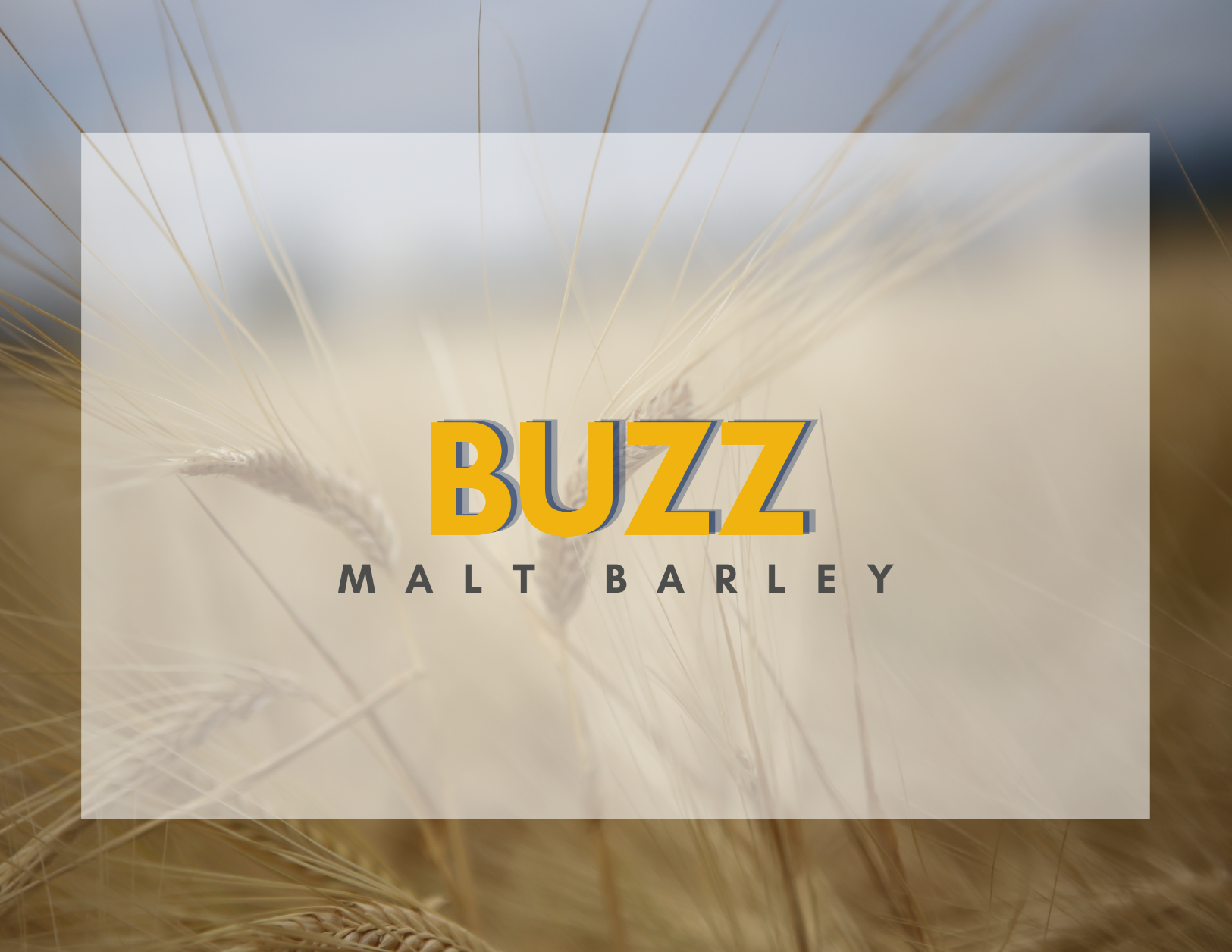 Buzz postcard front