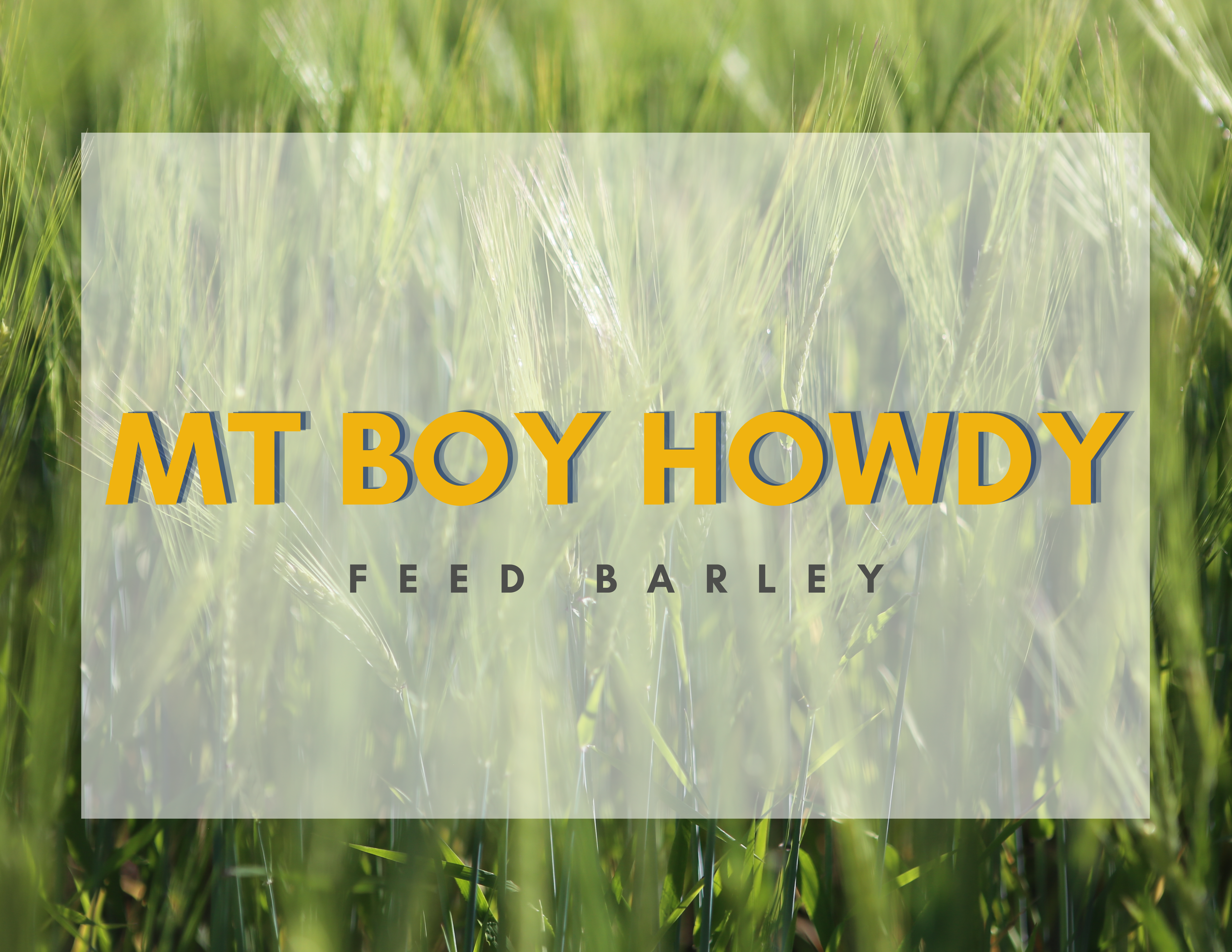 MT Boy Howdy