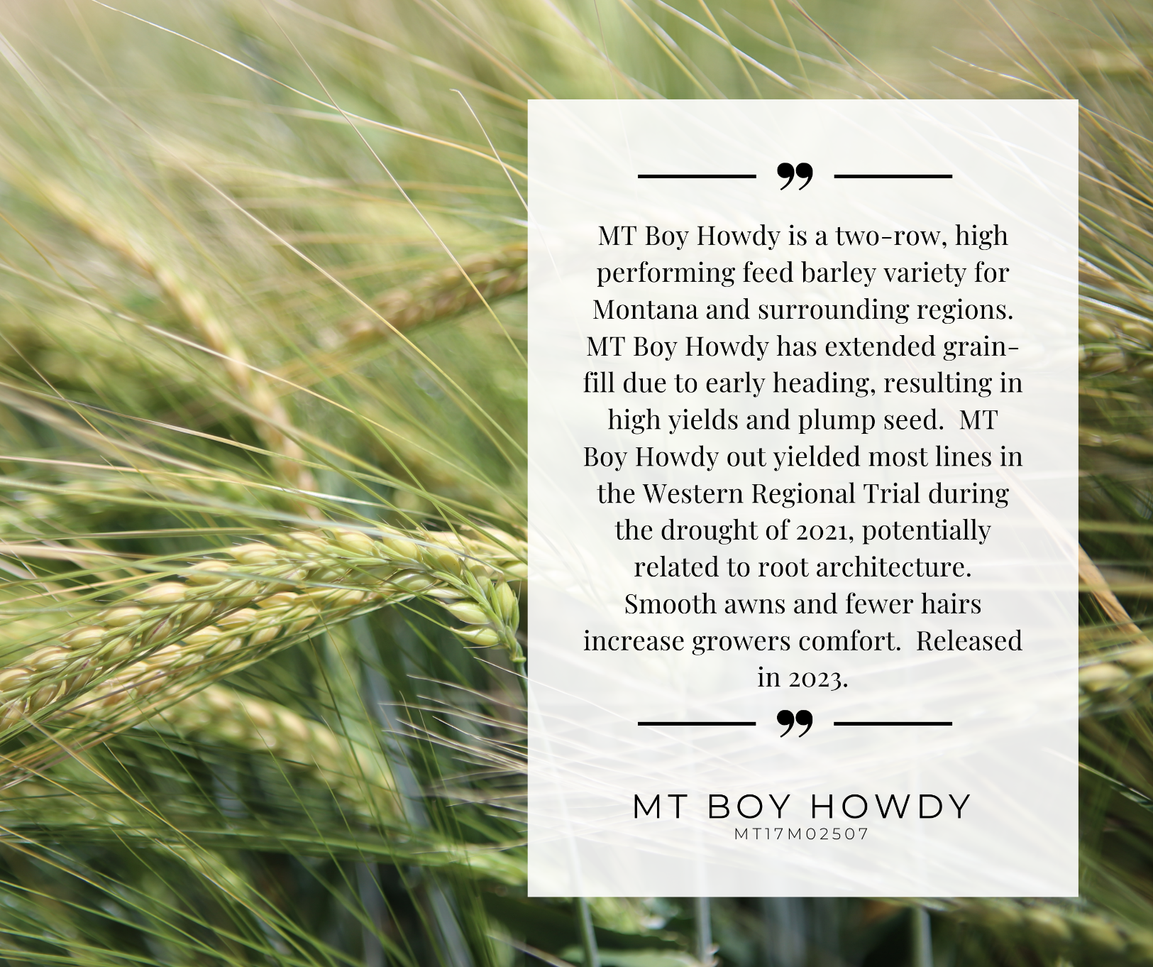 MT Boy Howdy variety card