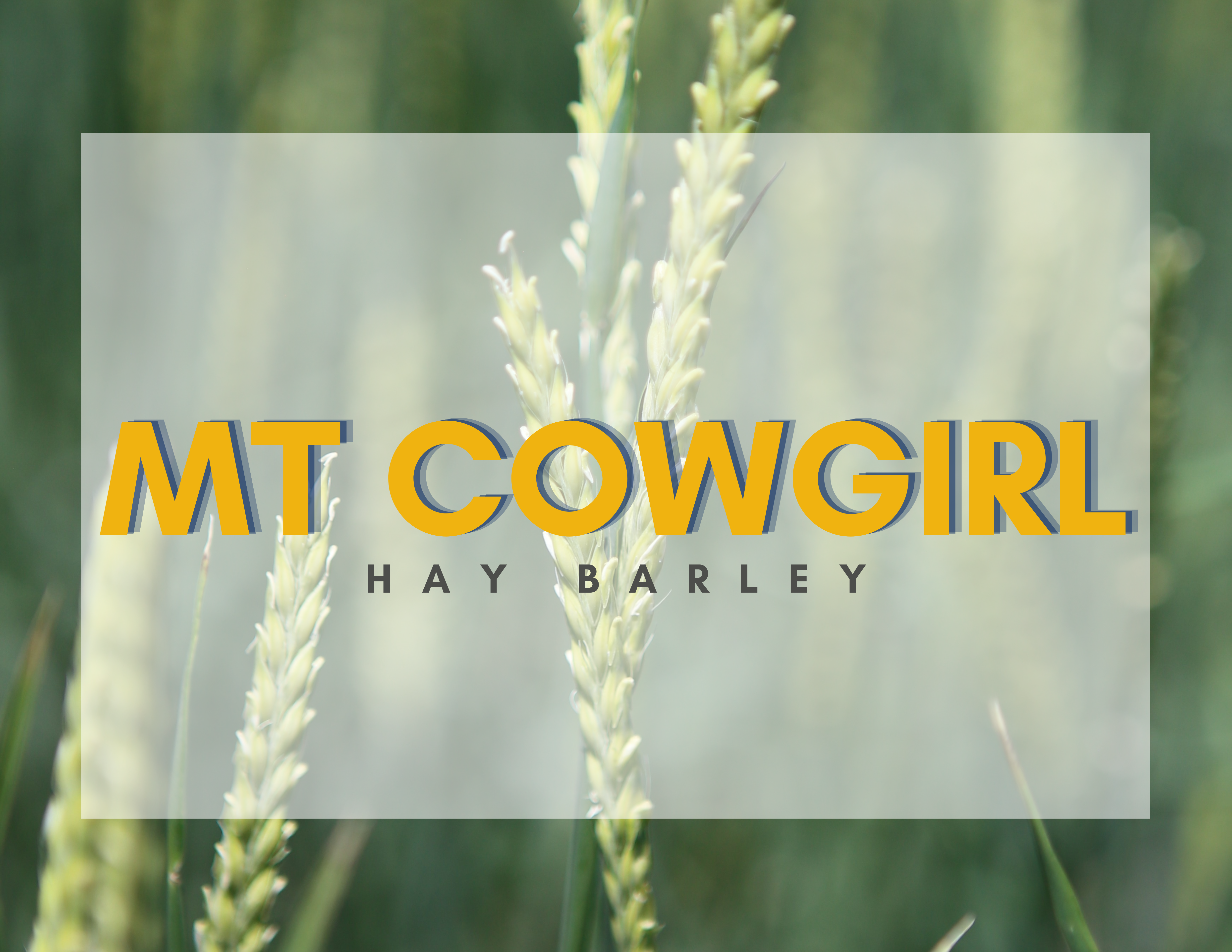 MT Cowgirl