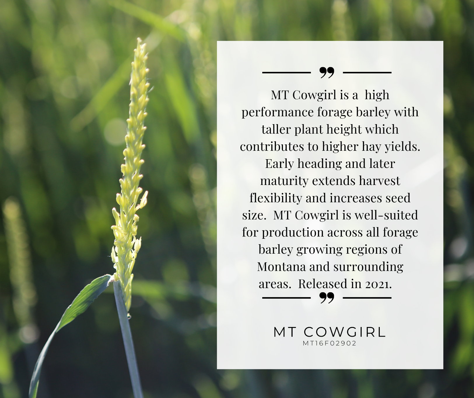 MT cowgirl variety card
