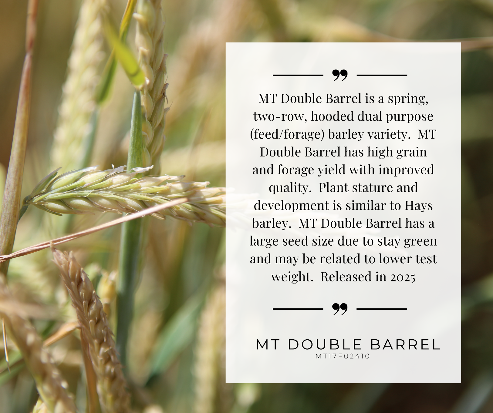 MT Double Barrel variety card