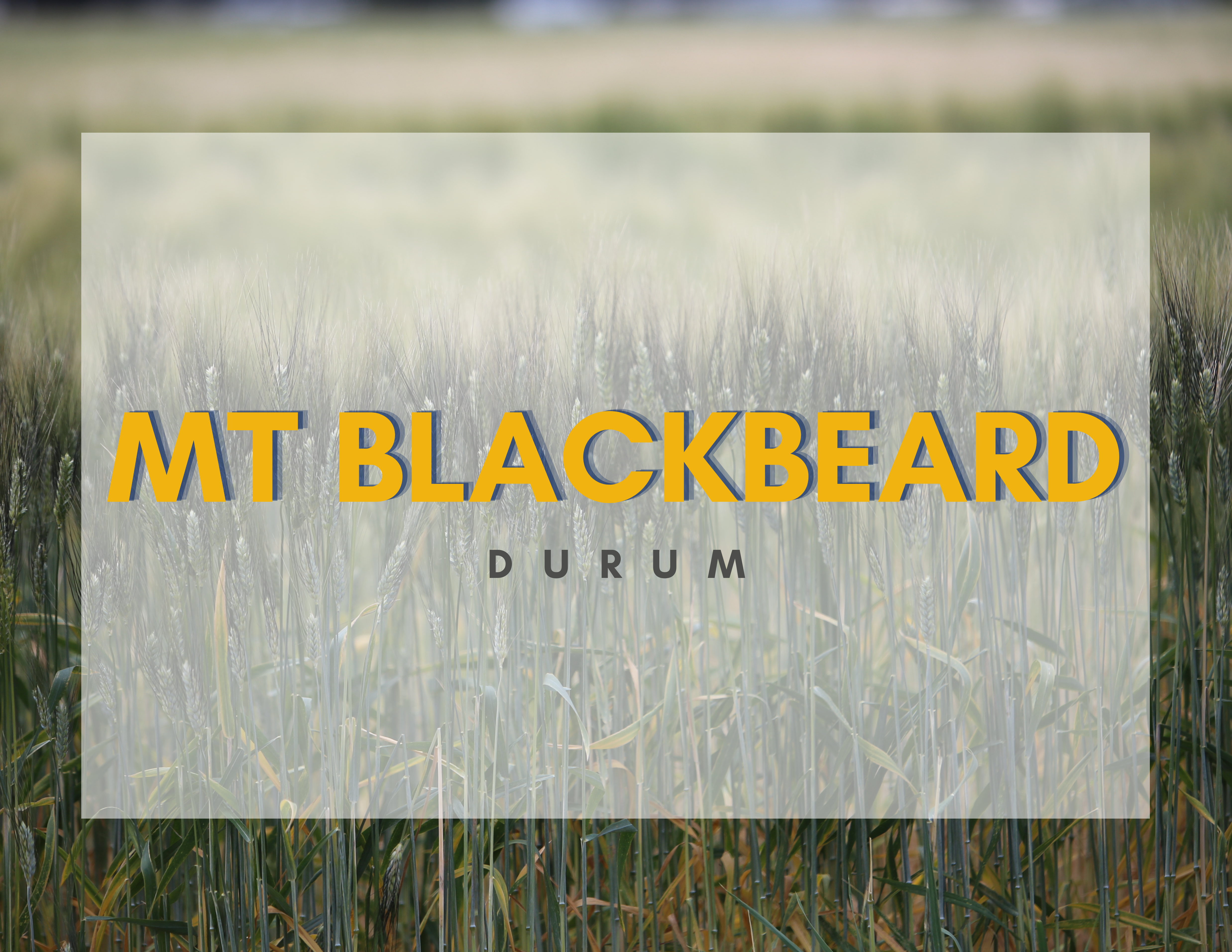 MT Blackbeard