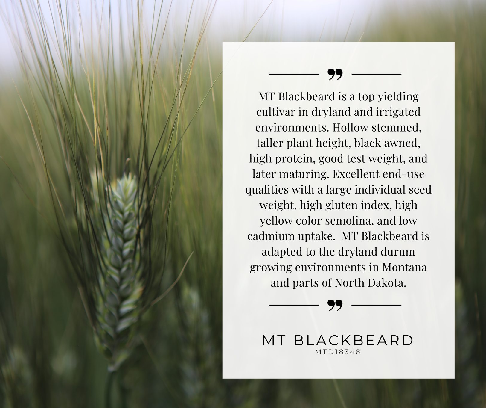 MT Blackbeard Variety postcard