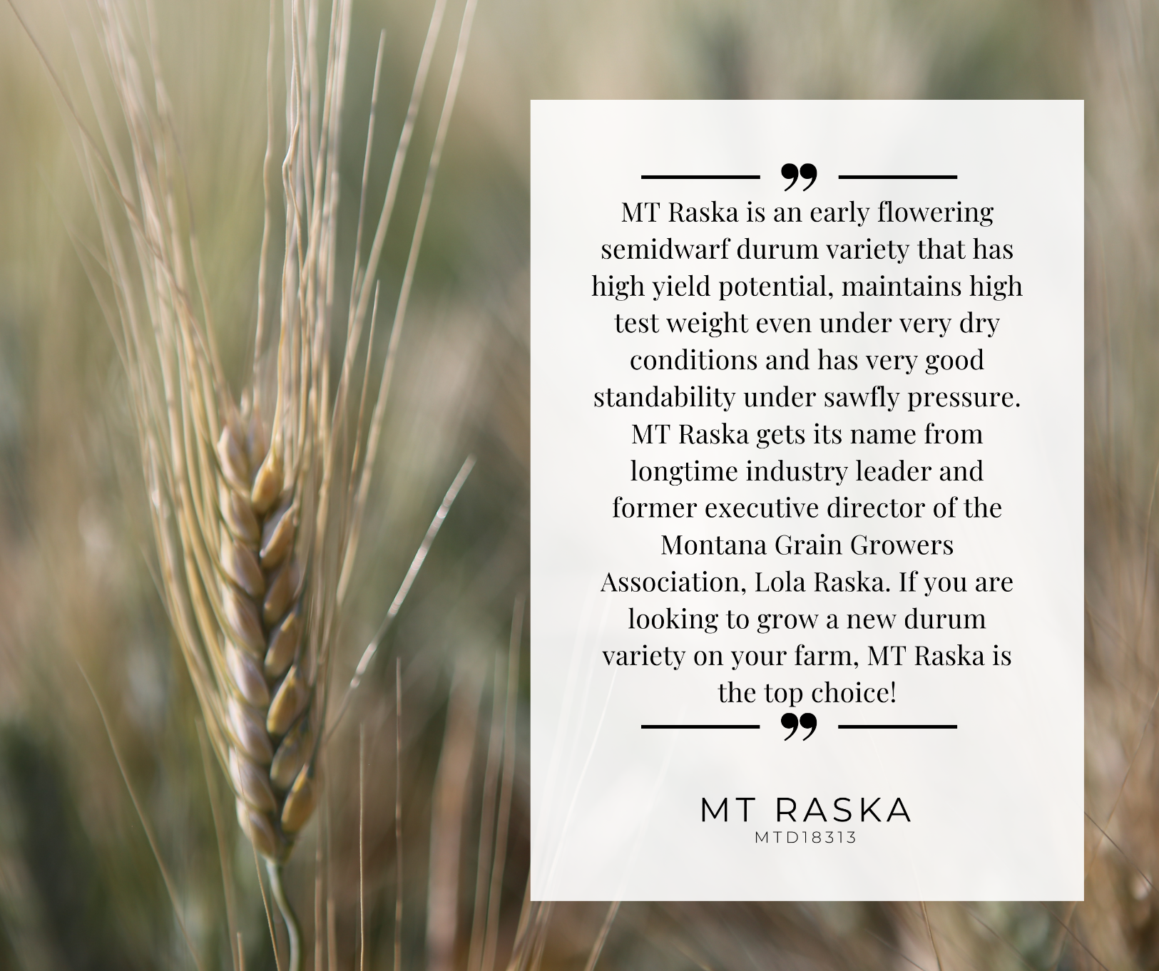MT Raska variety postcard