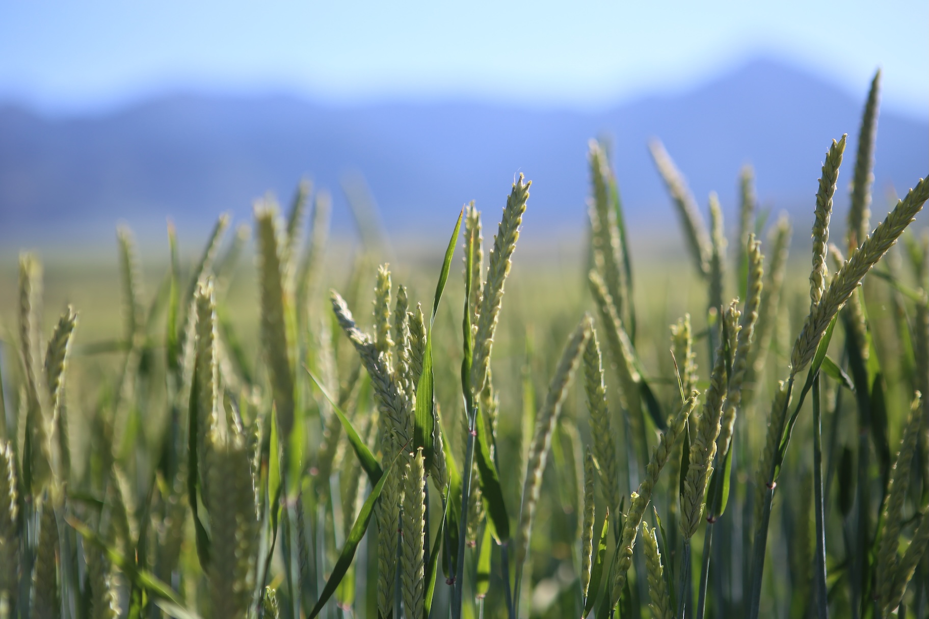 Field of barley variety MT Cowgirl against mountains