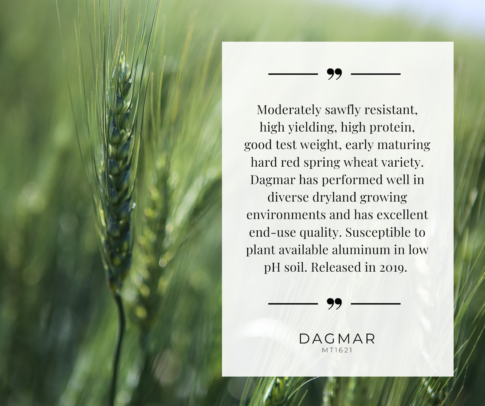 dagmar breif variety info