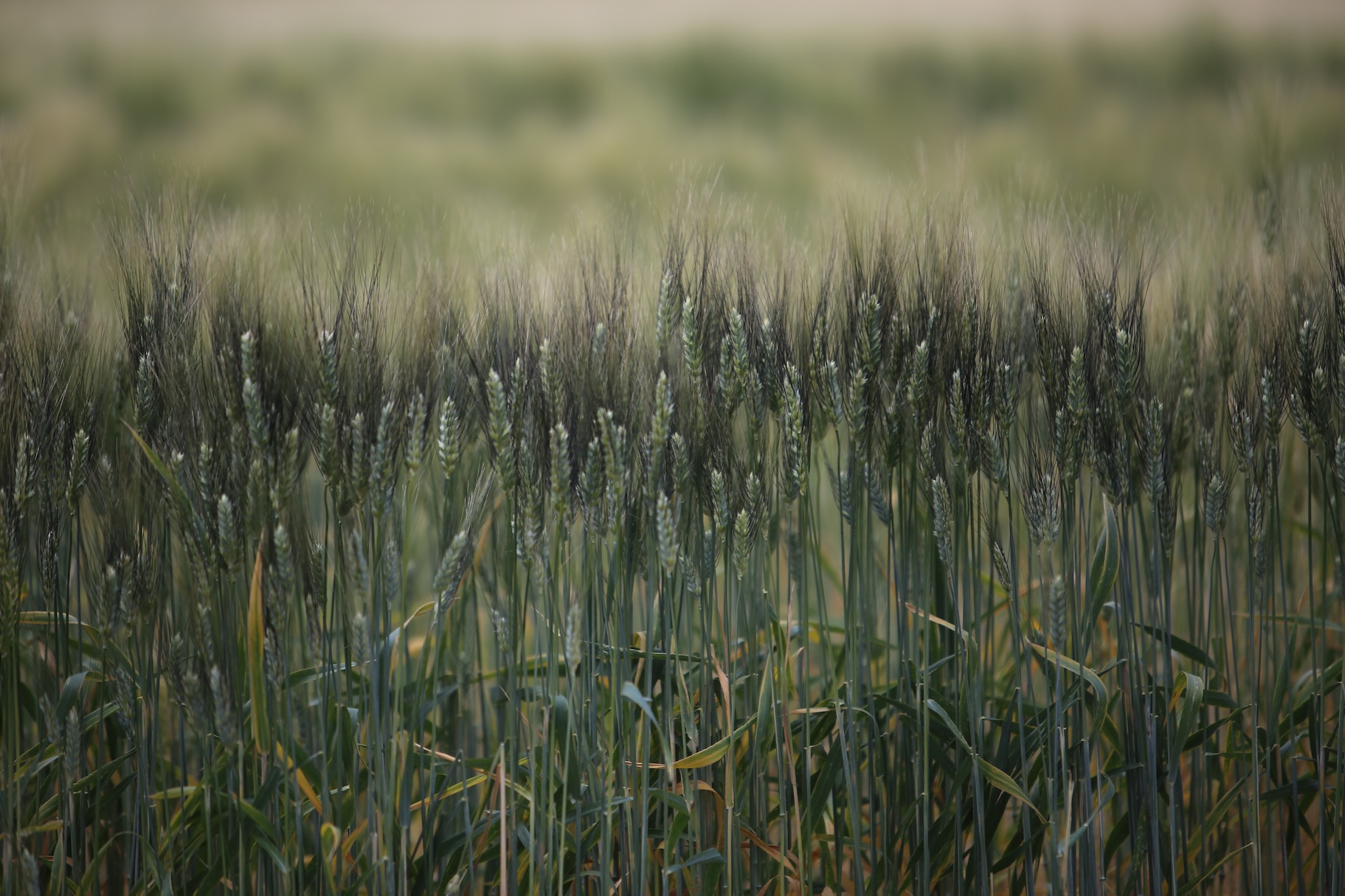 Field of Blackbeard durum wheat