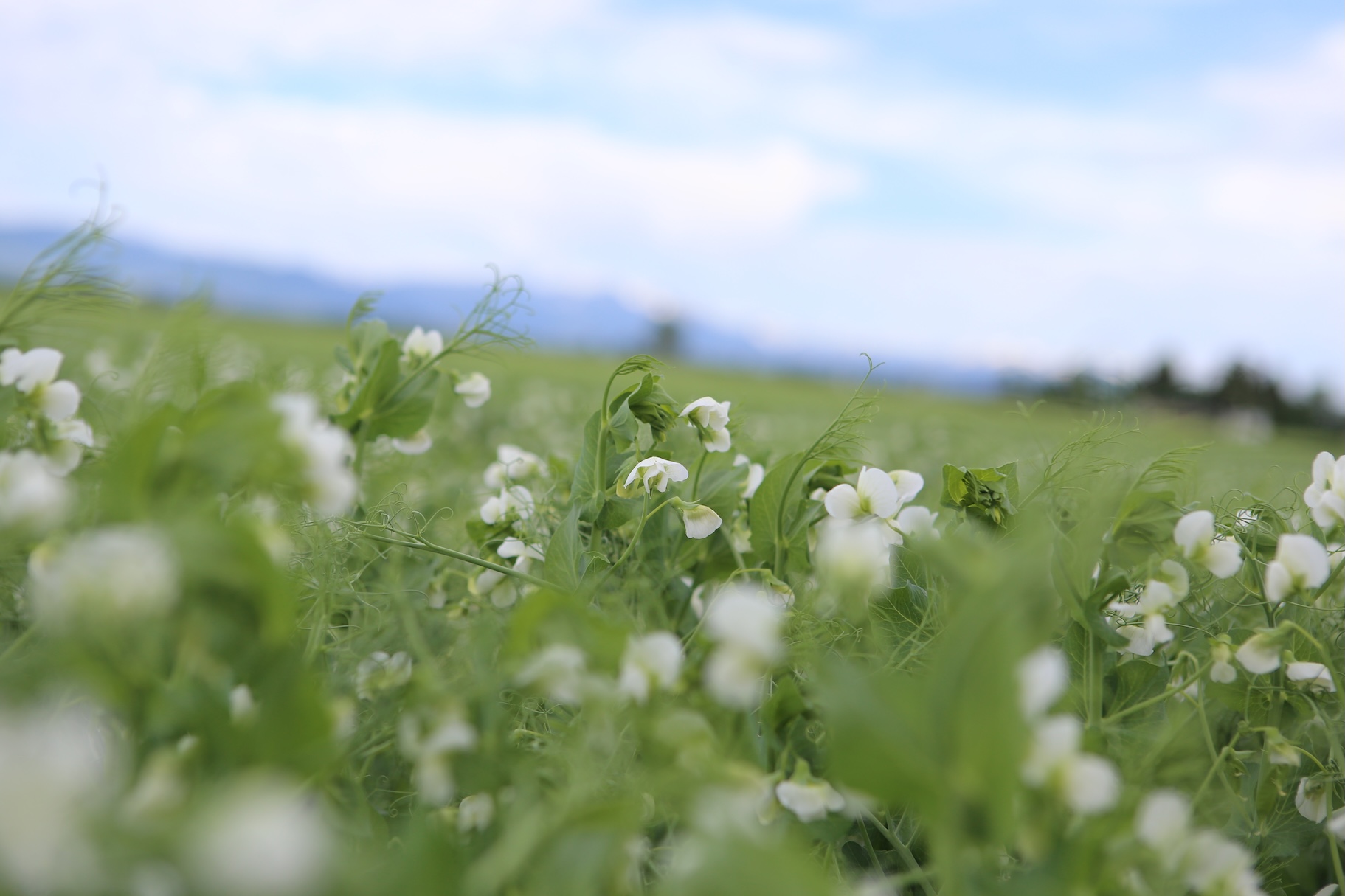 Field of pulse crop MT 457 against blue sky