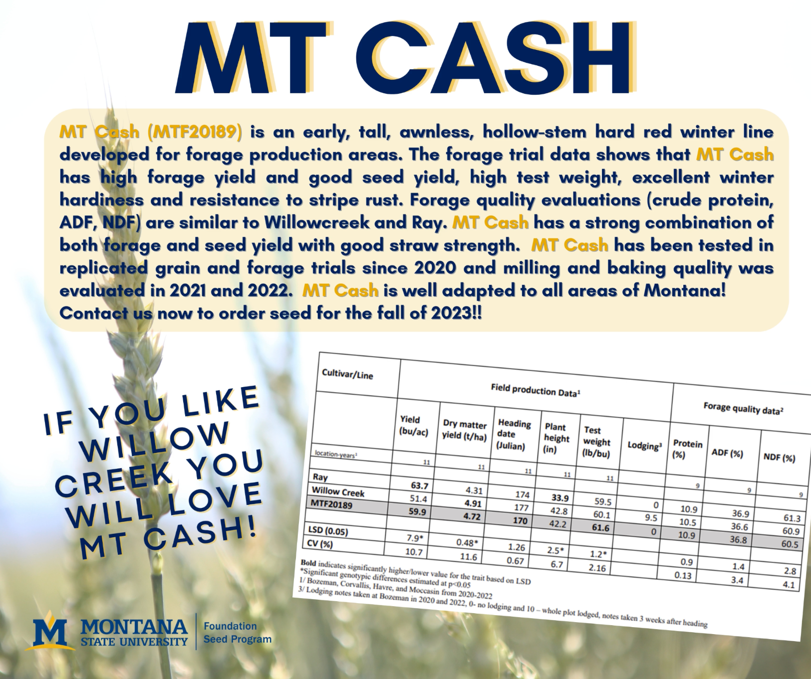 MT Cash variety description and stats