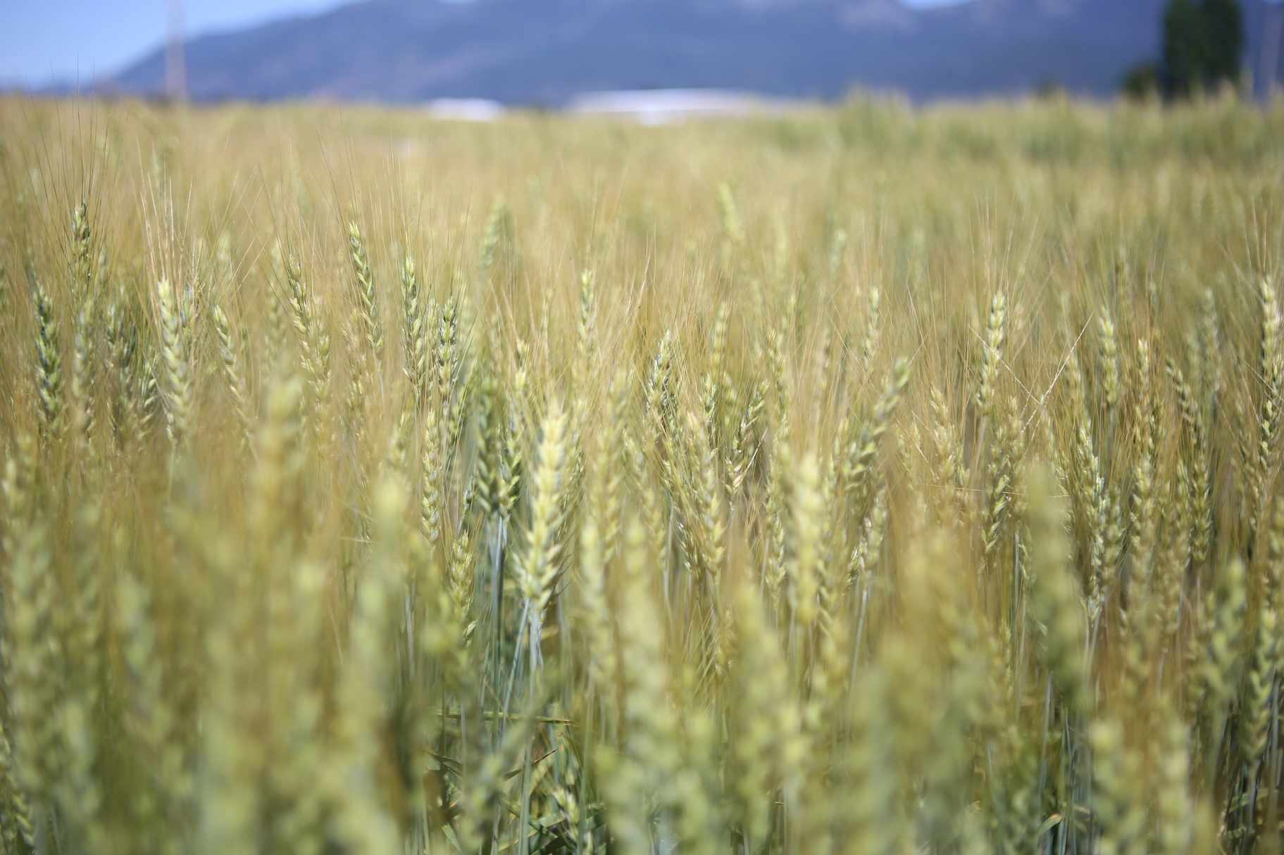 Field of bobcat winter wheat up against the mountains