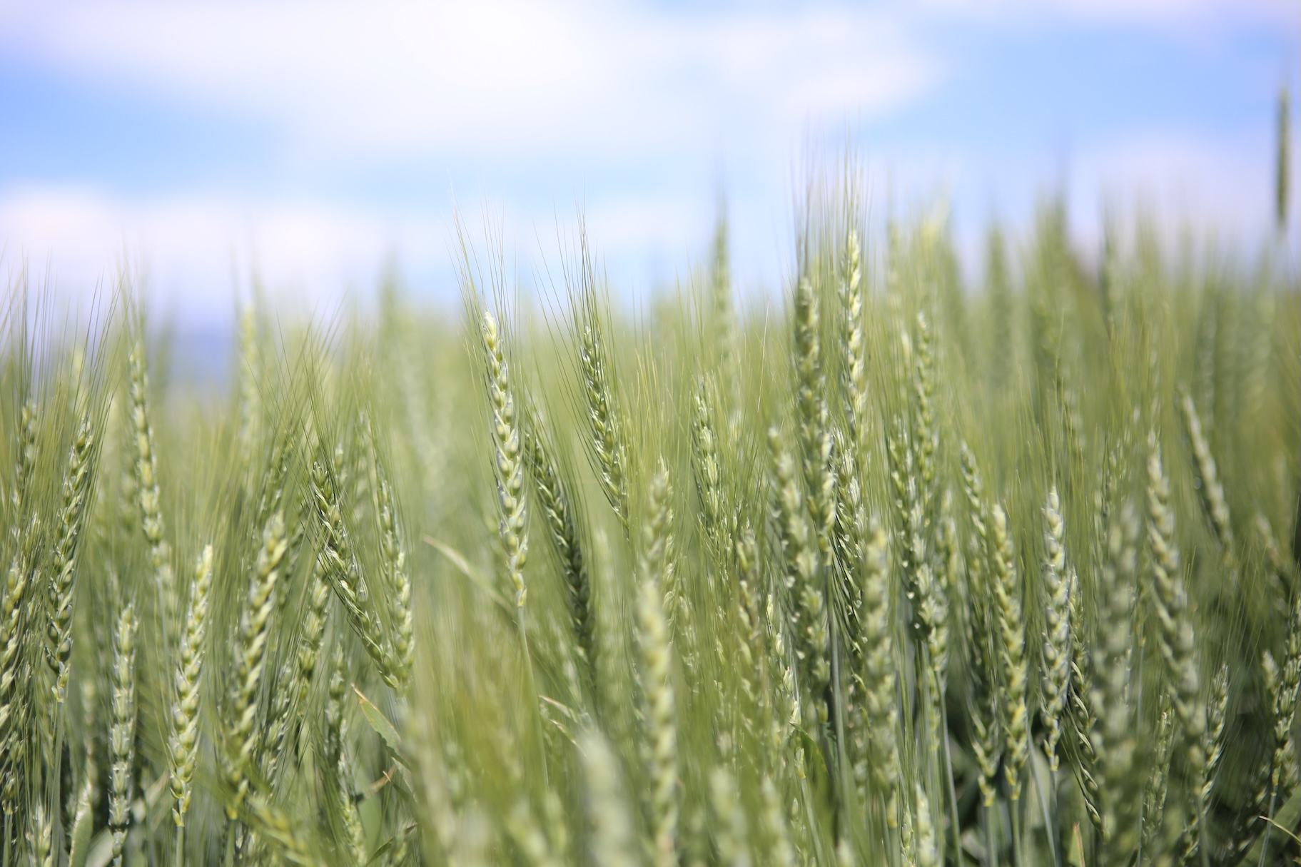 hollow winter wheat variety flathead against partly cloudy sky