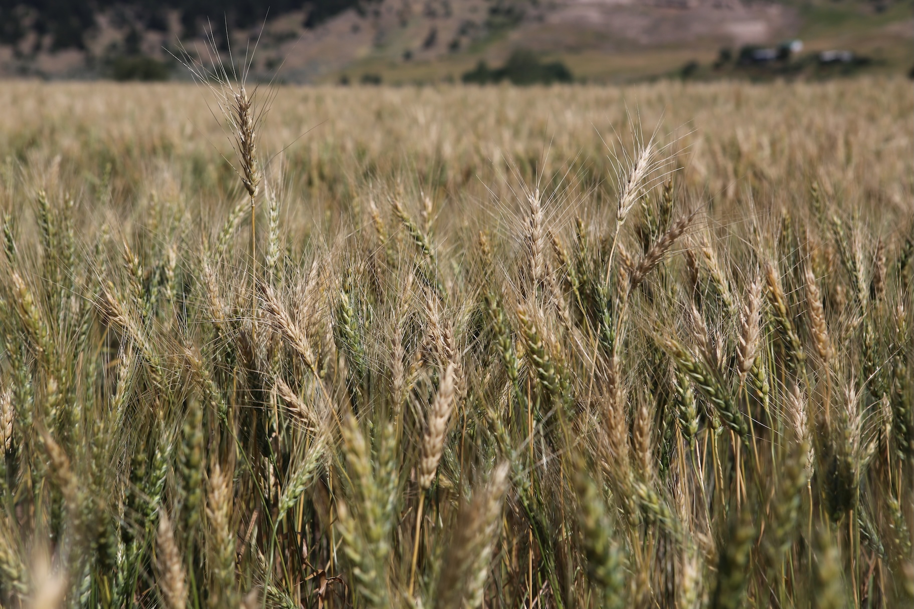 two faculty in greenhouse lab 
