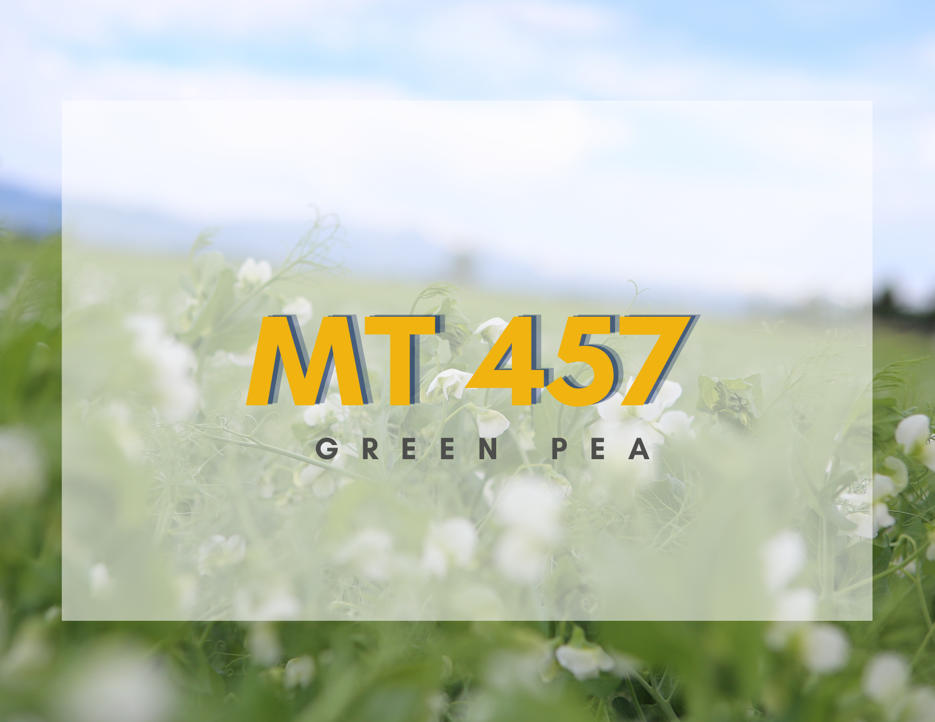 MT 457