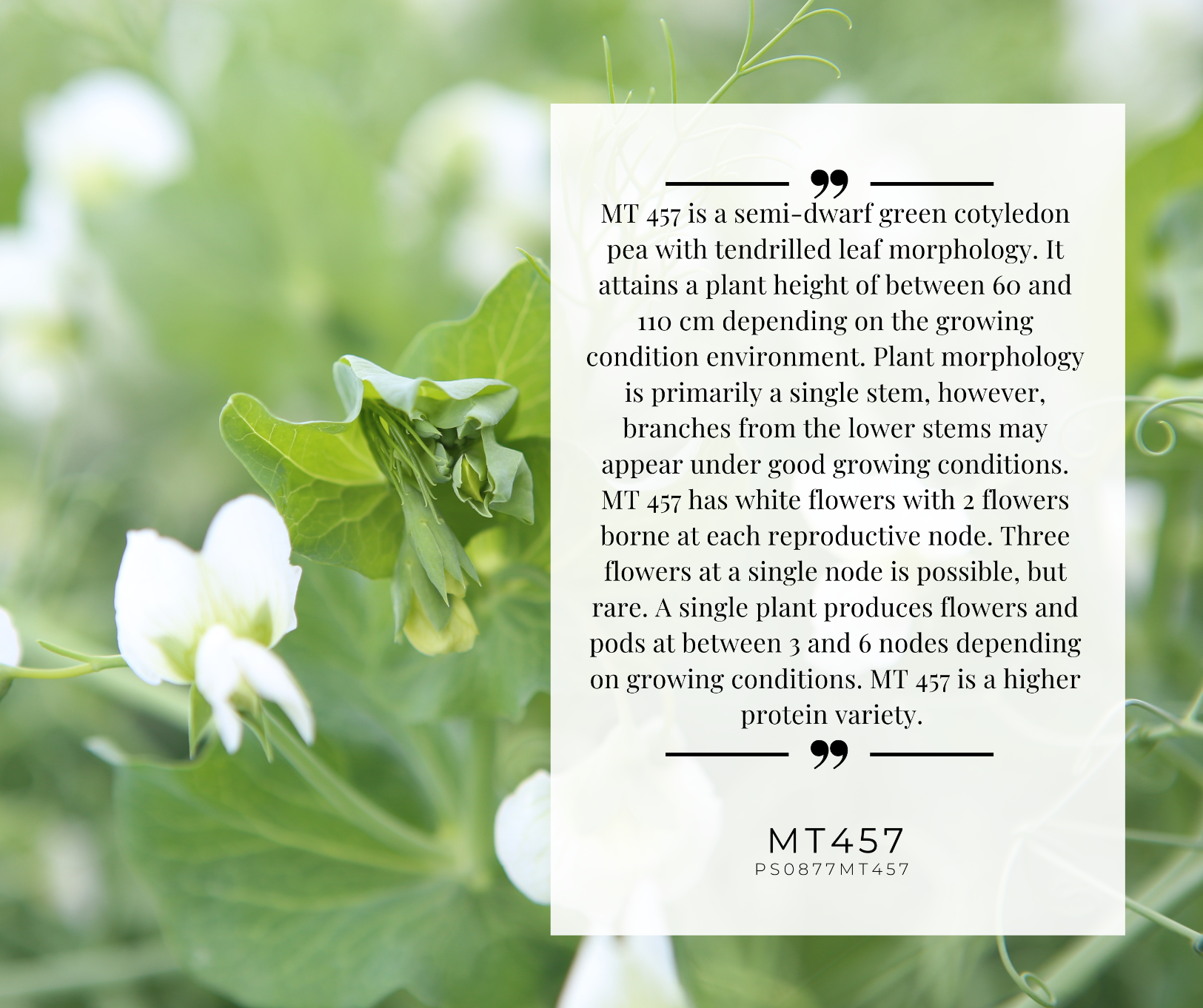 MT 457 Variety postcard