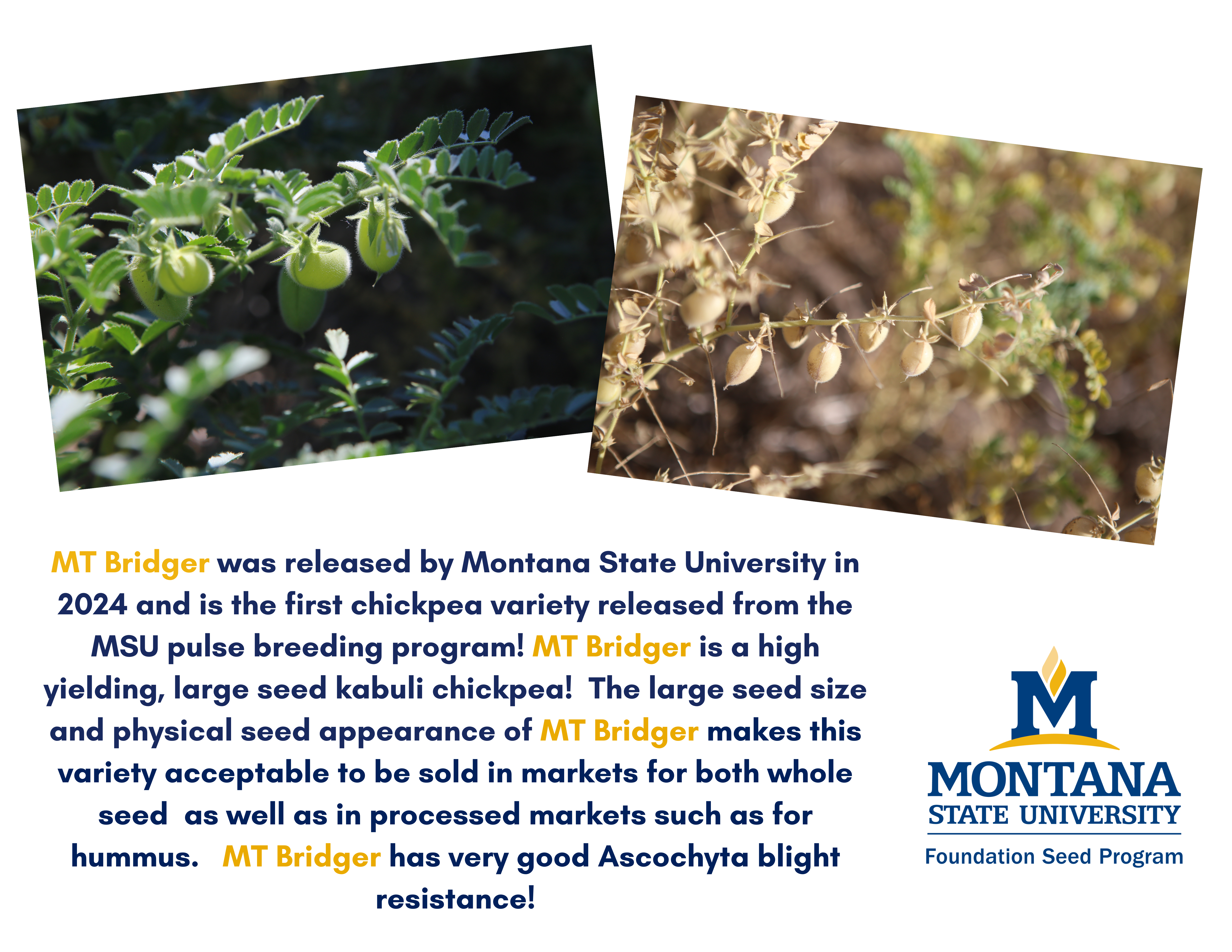 MT Bridger