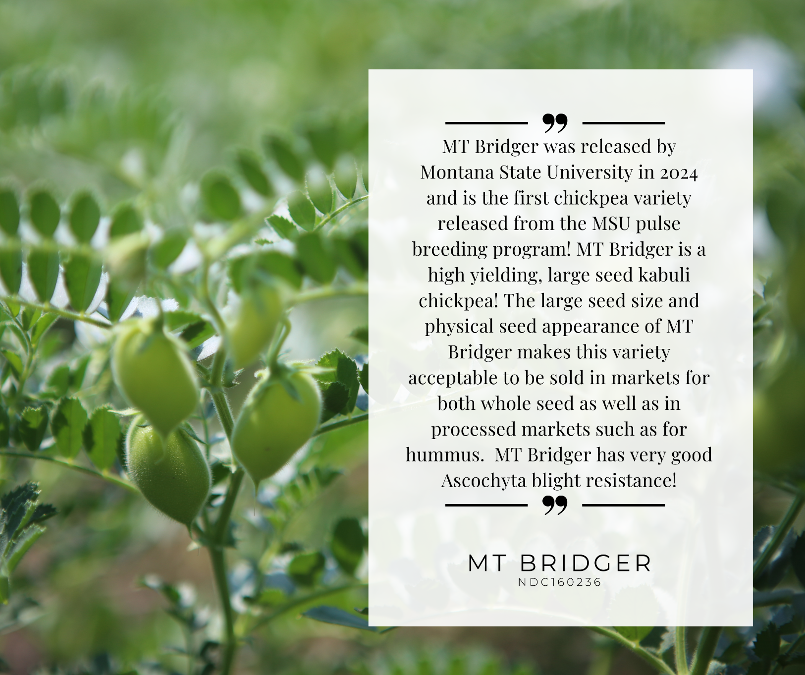 MT bridger variety postcard