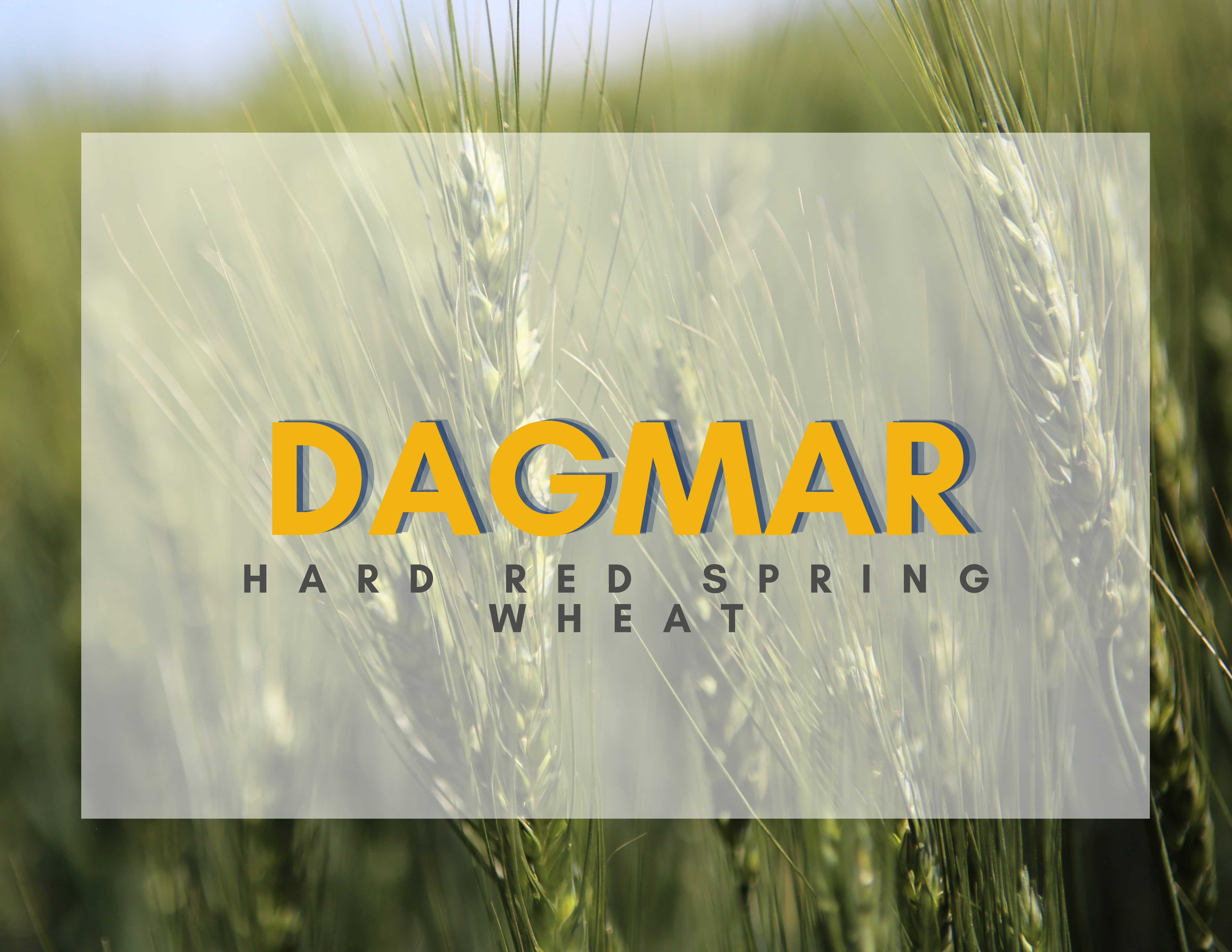 Dagmar
