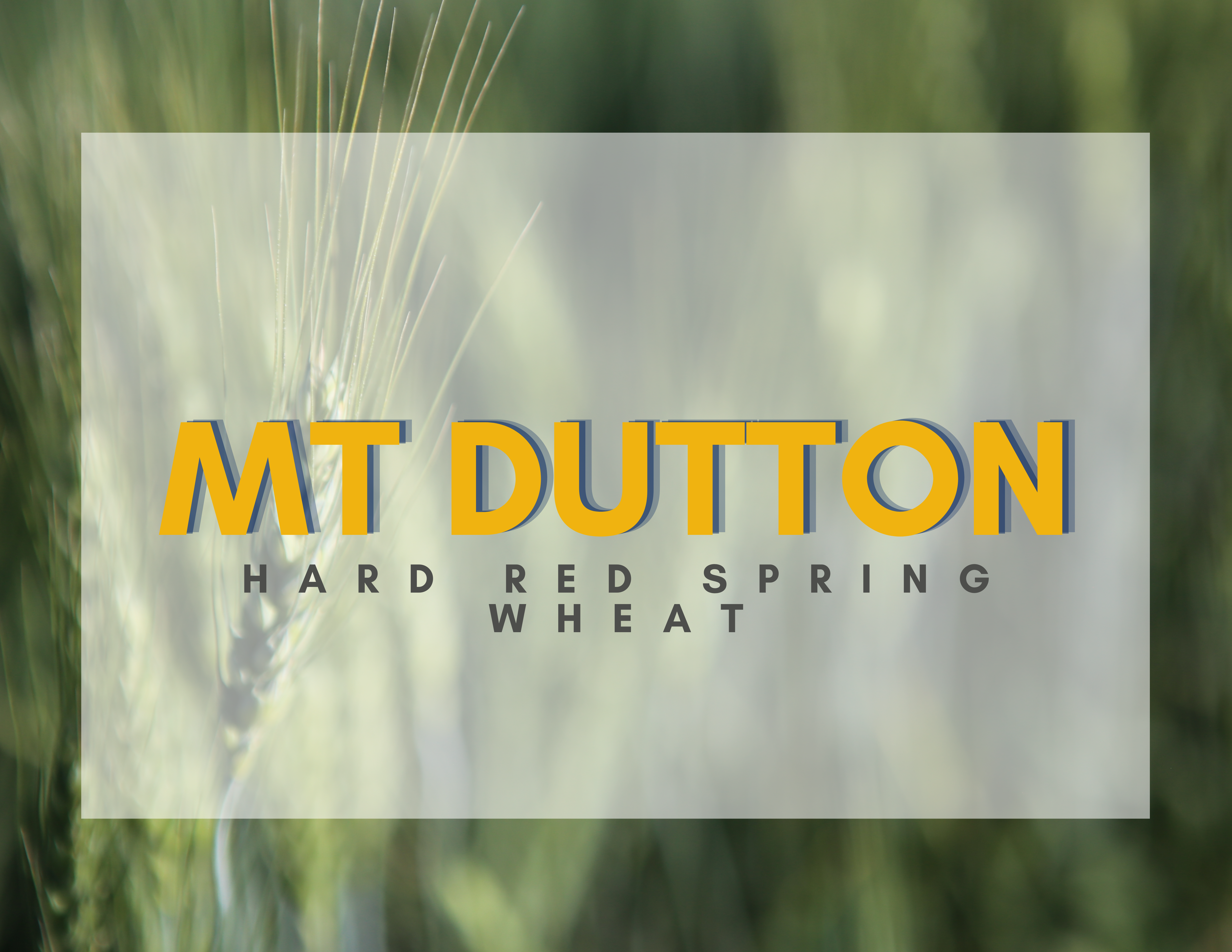 MT Dutton