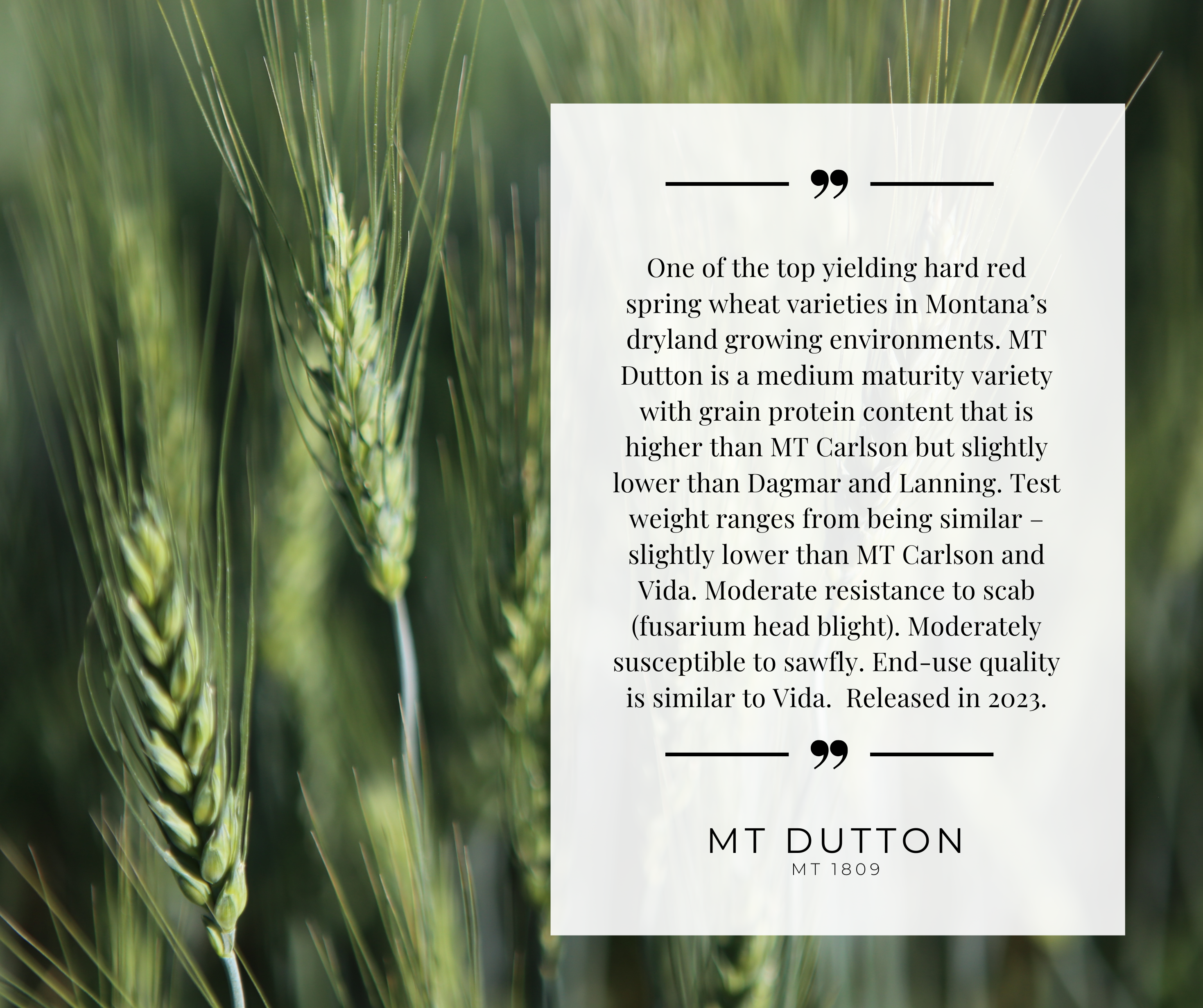 MT Dutton Variety card 2026