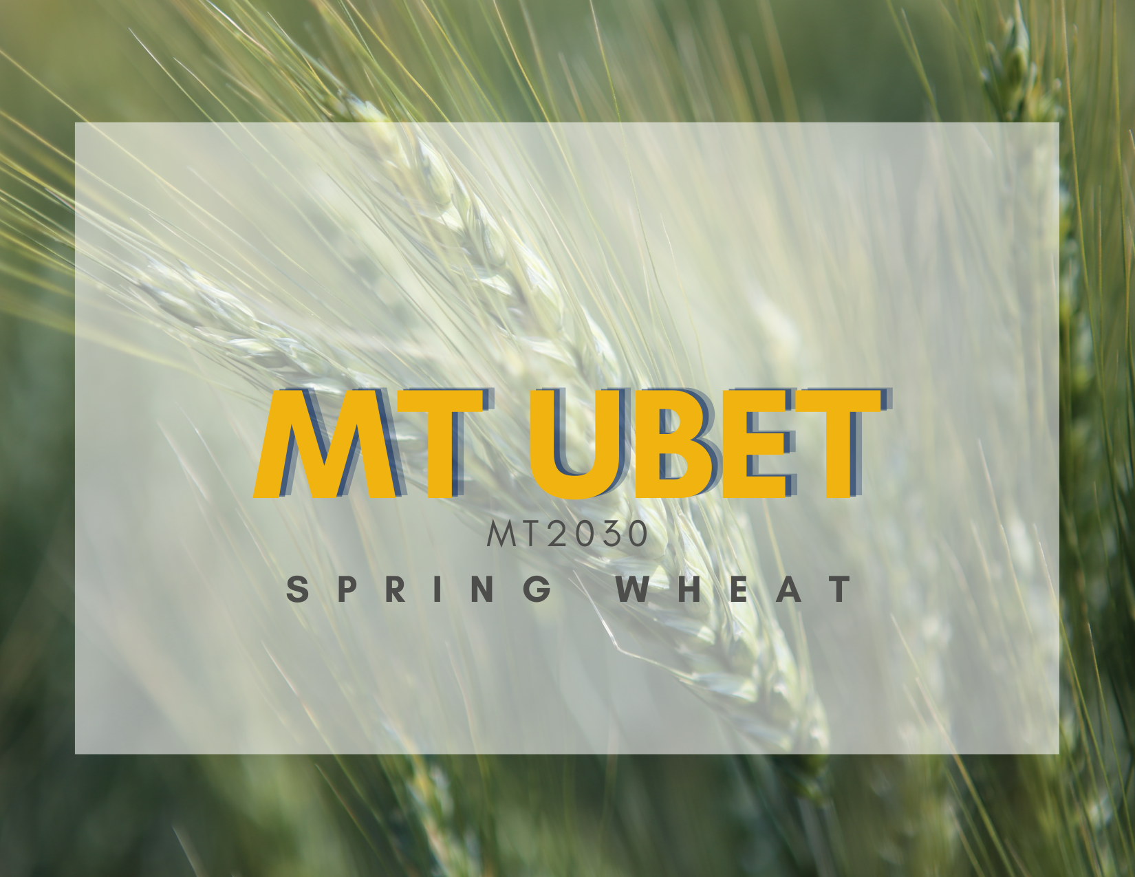 MT Ubet