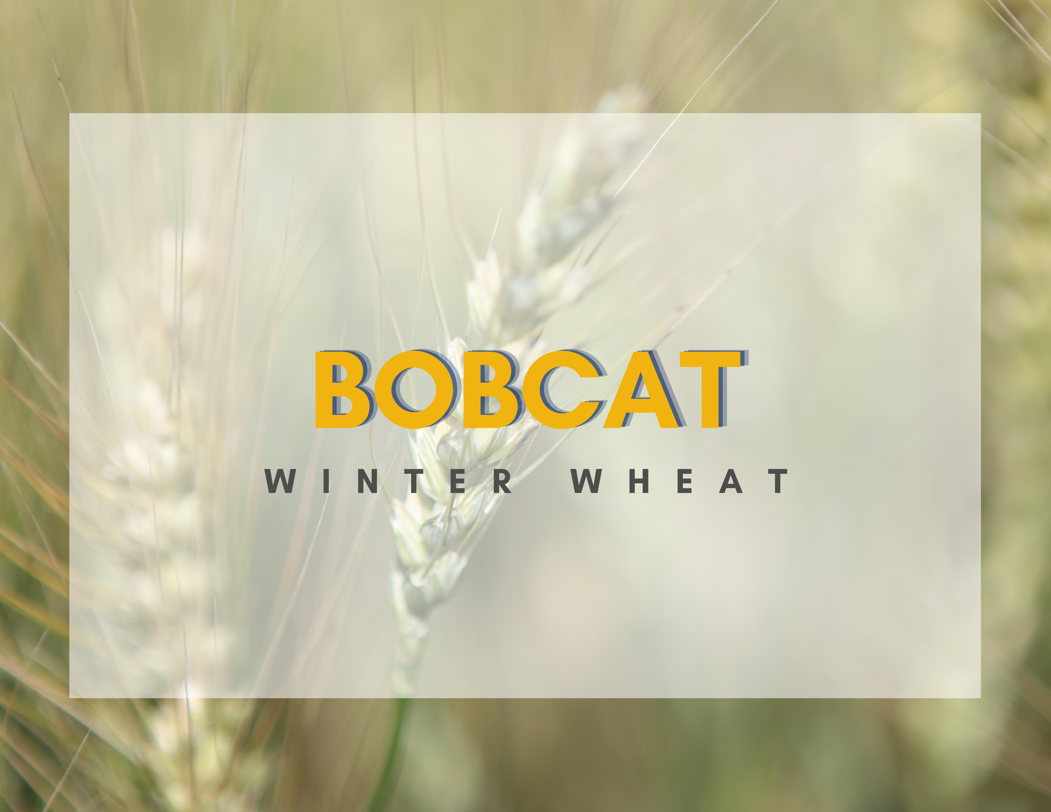 bobcatpostcardfront