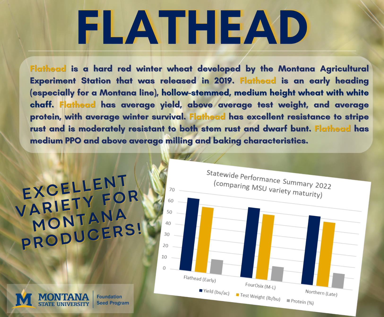 Flathead variety brief description and stats