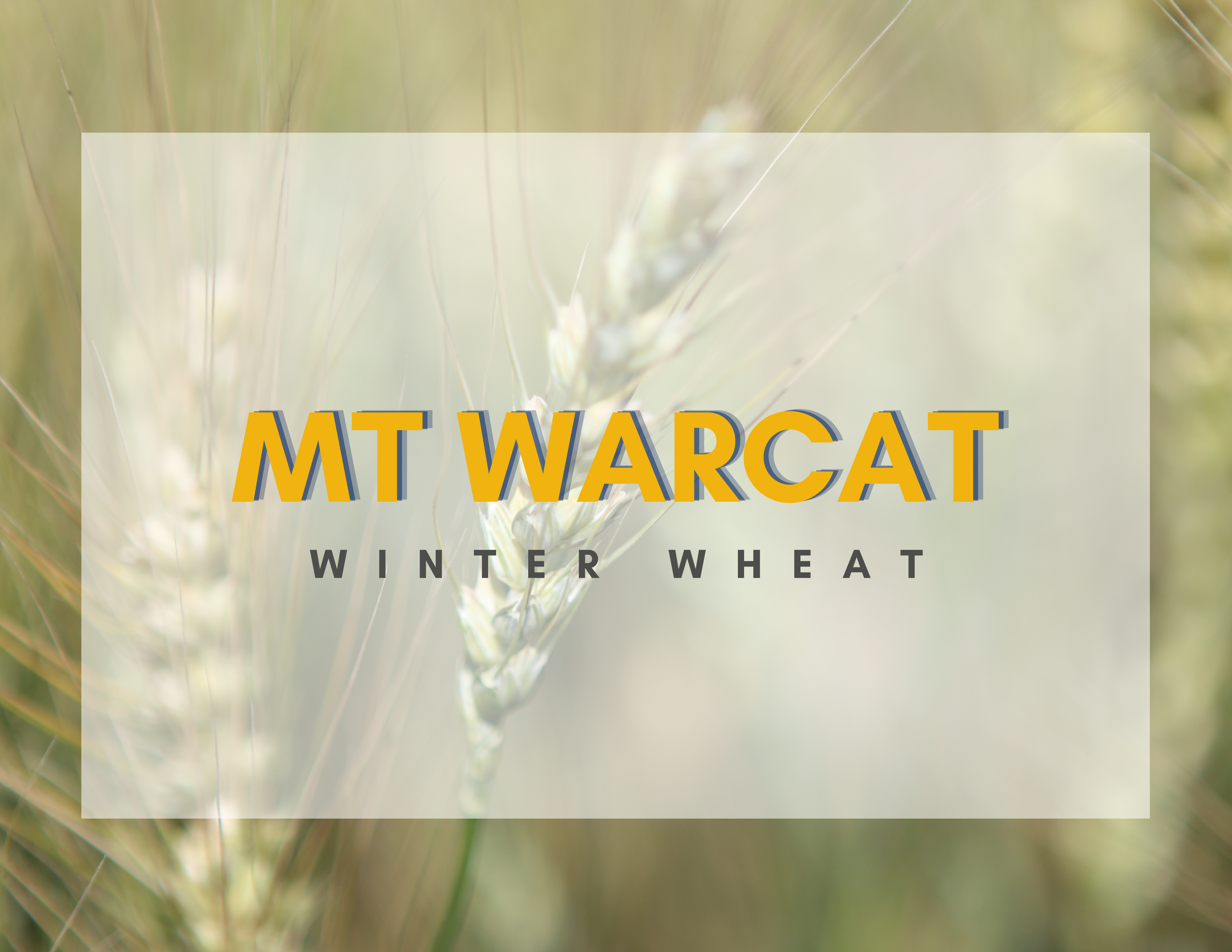 MT WarCat Front