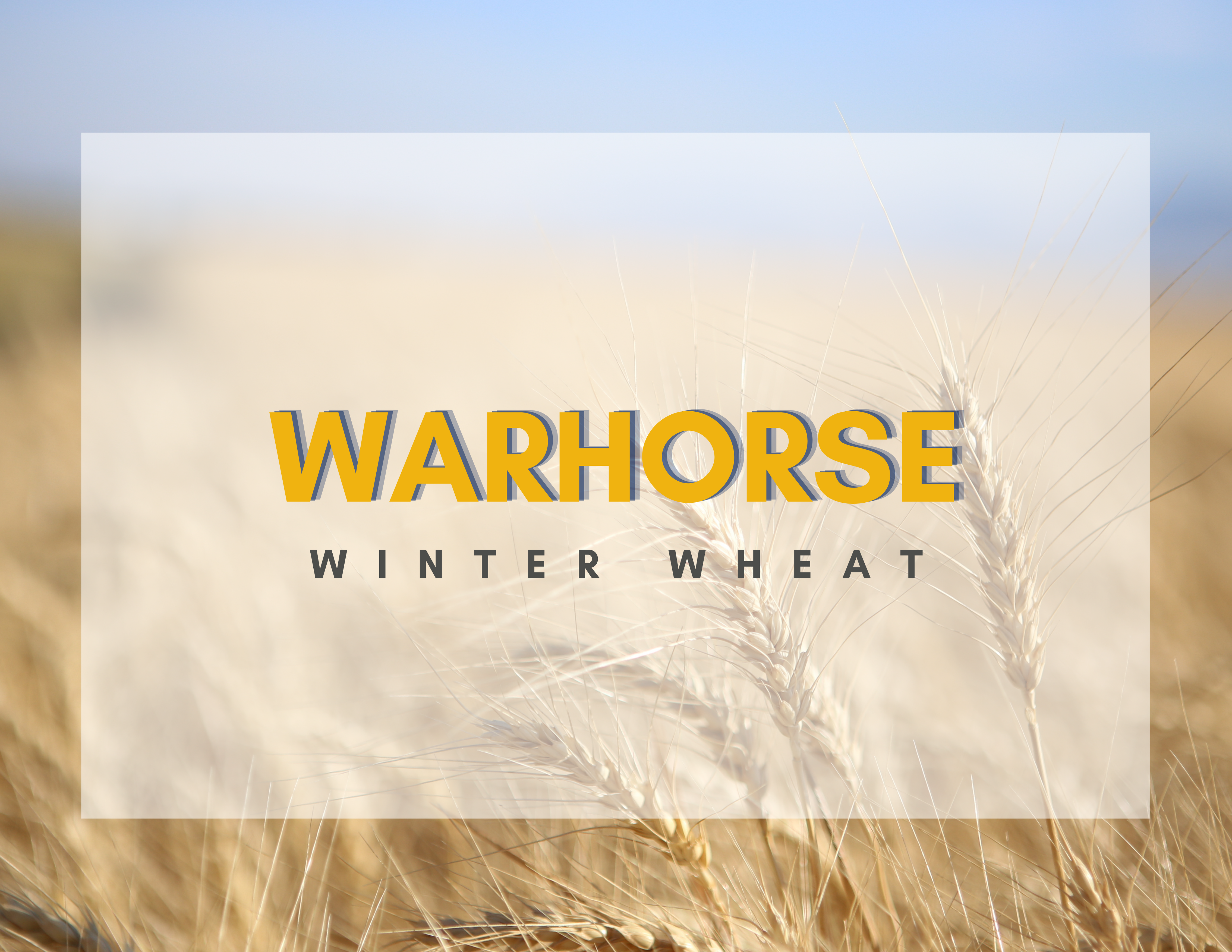 warhorse card front