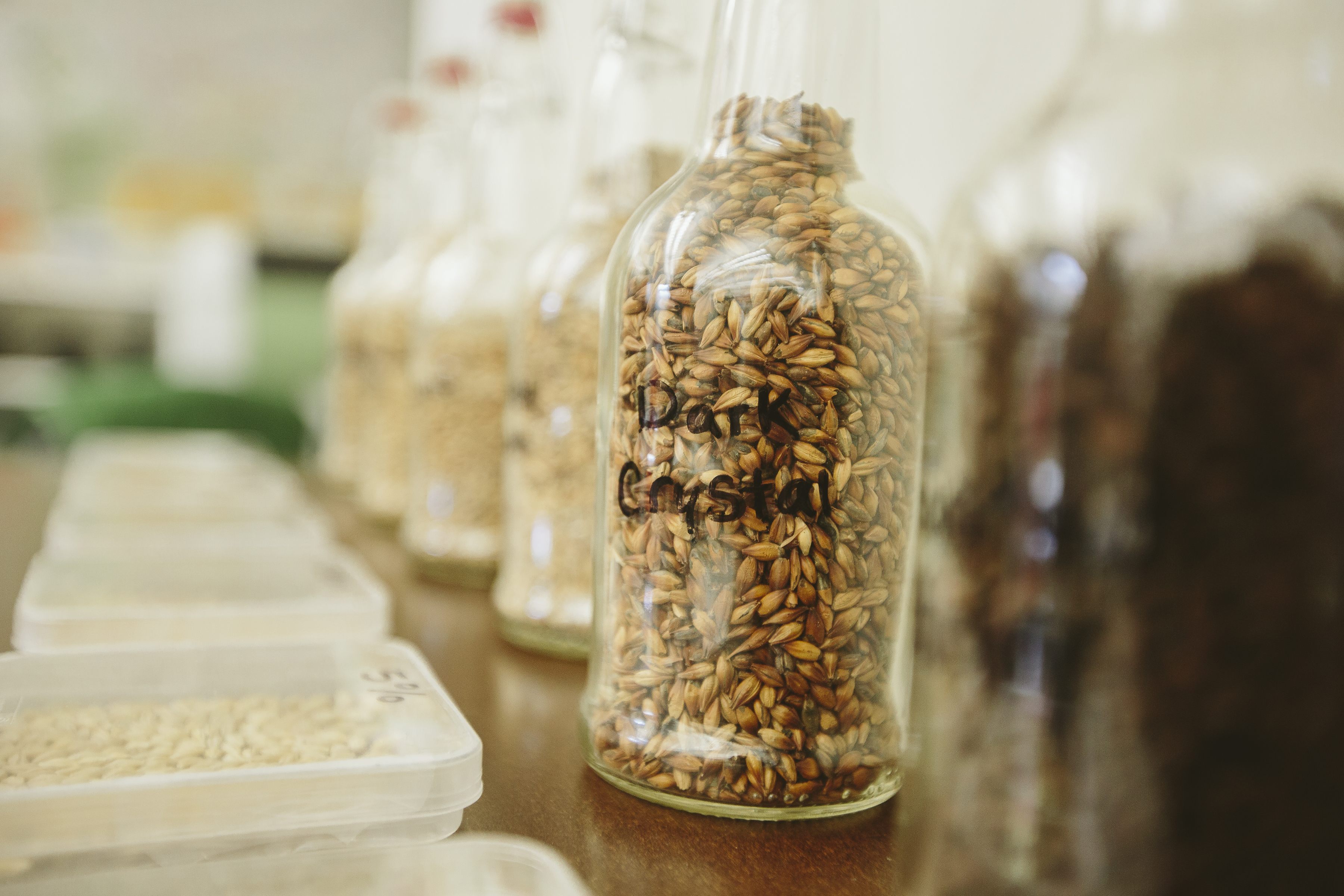 mason jars of barley seeds