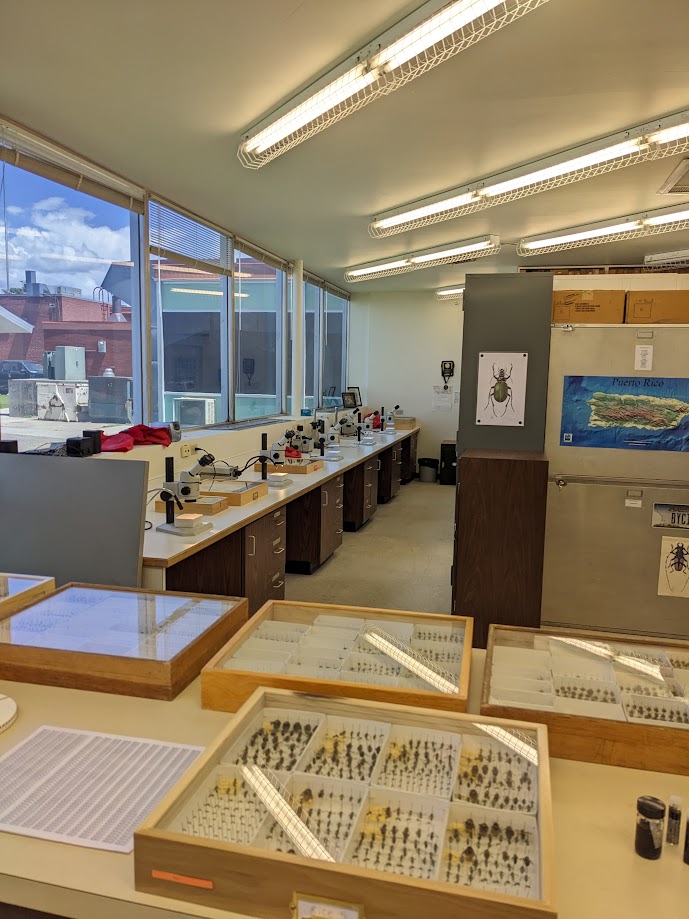 Ivie Ento museum