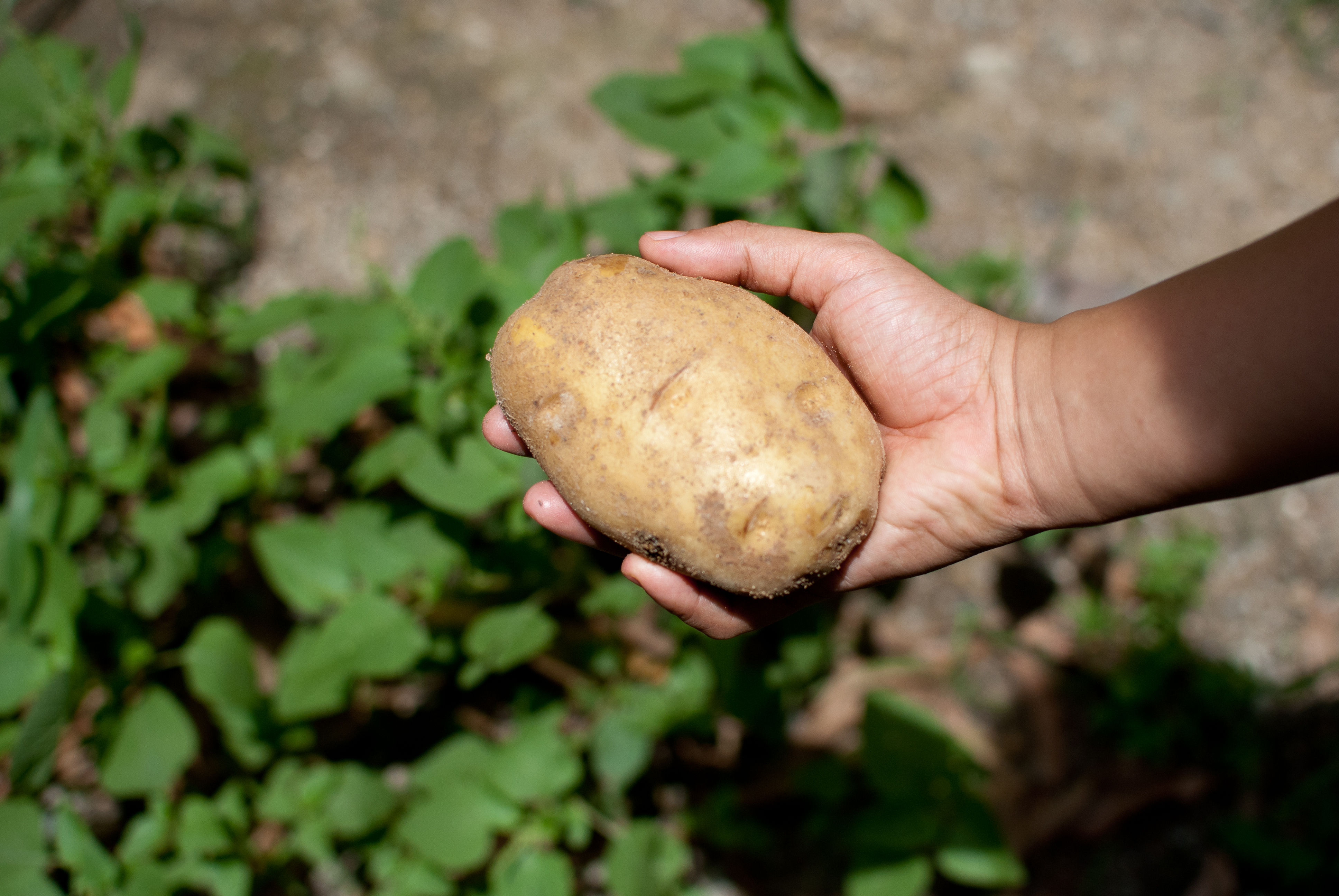 hand holding a potato 
