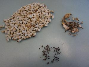 Seeds 1